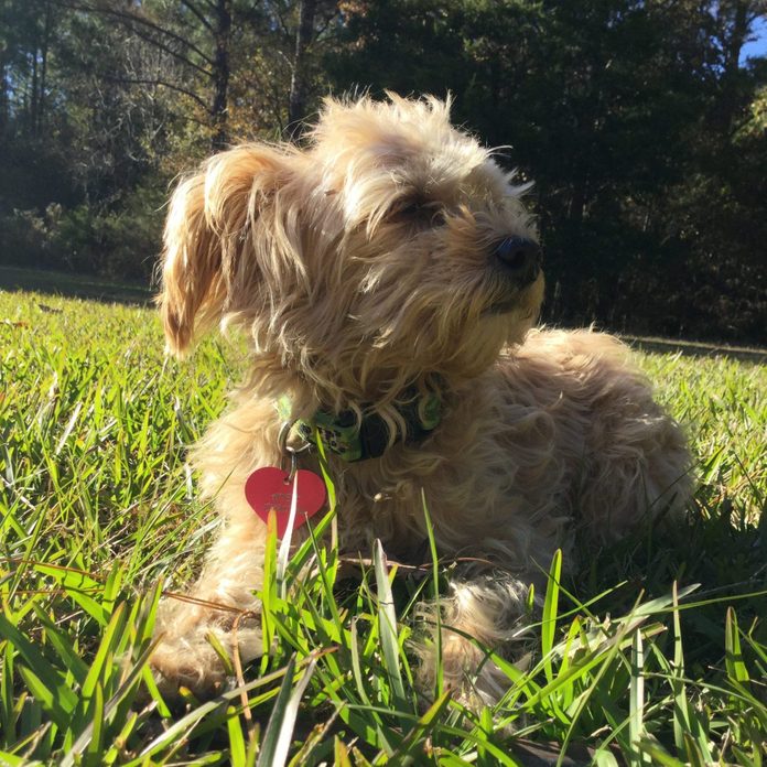 Dog sitting in the grass outside