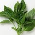 Growing Herbs: The 10 Best for a Home Garden