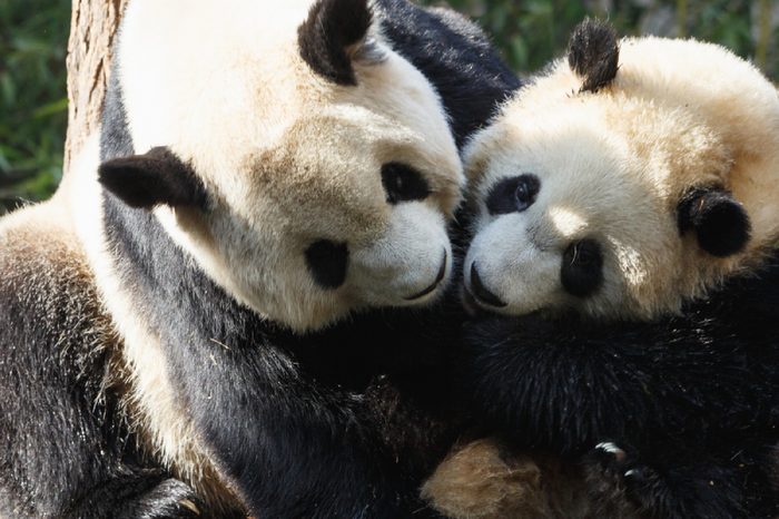 Two pandas are hugging and frolic together