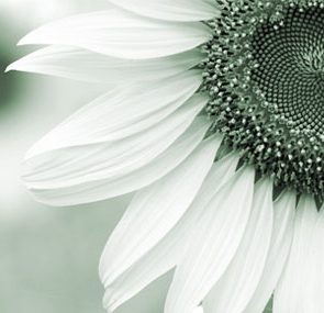 poetry nature bloom