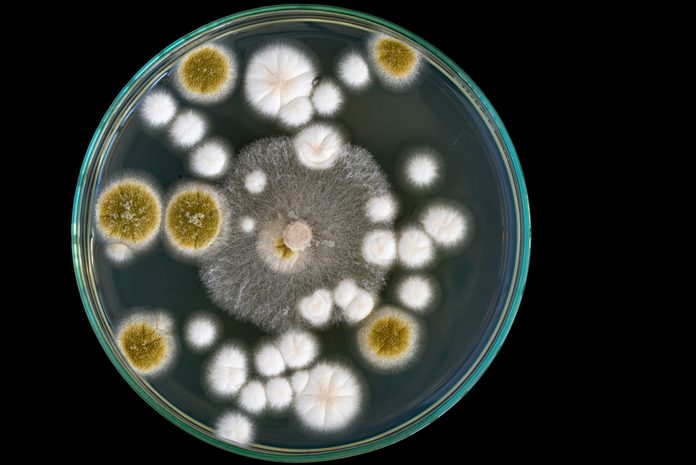 accidental discoveries put to good use penicillin