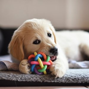 Puppy chewing colorful toy on a soft bed inside a cozy room.