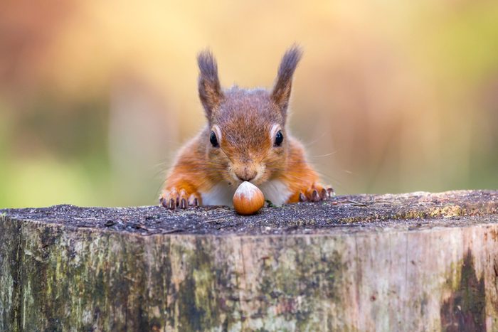 smart animals squirrel