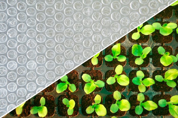 seedlings