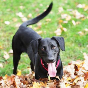 Dog playing in leaves