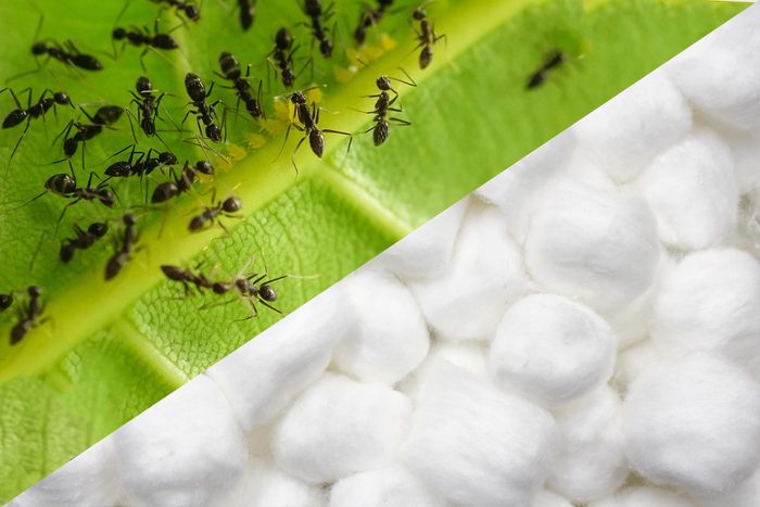 Ants