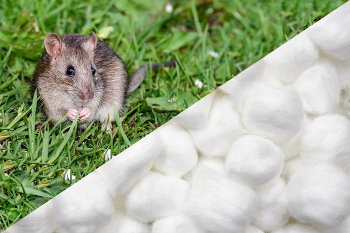 Mouse