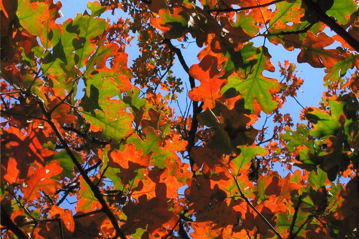 fall in Oklahoma