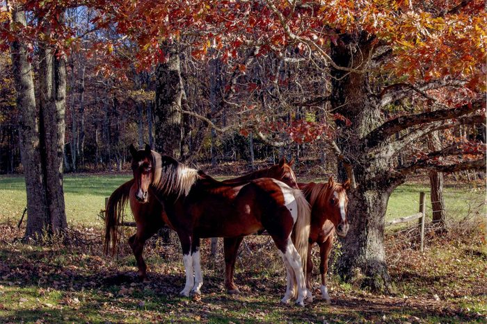 fall in Virginia
