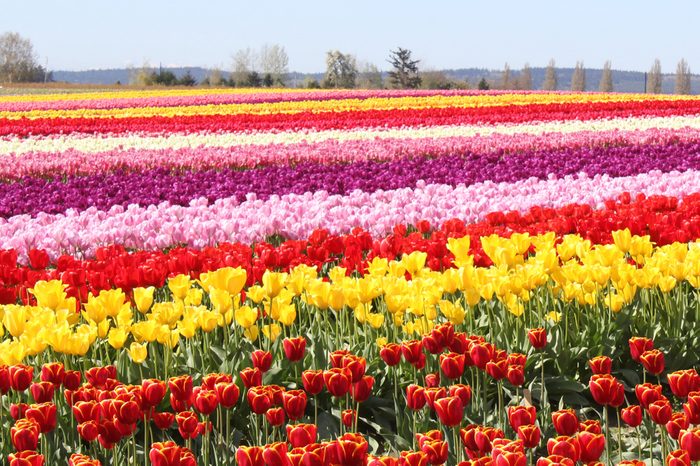Tulip Fields in the Skagit Valley Washington