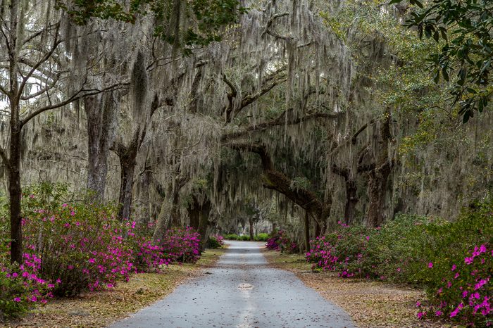 Azalea bushes and Live Oak trees filled with Spanish Moss line a gravel road in Savannah, Georgia.