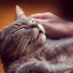 Sorry,-But-Your-Cat-Might-Not-Be-Purring-Because-It’s-Happy-to-See-You
