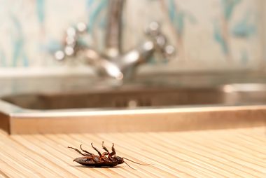 cockroaches