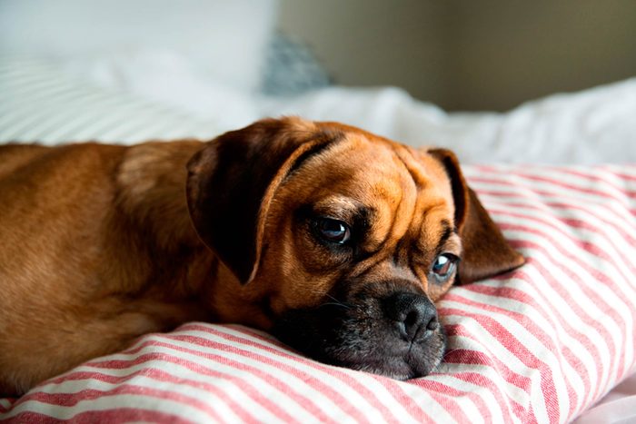 When-Is-It-Not-OK-to-Let-Your-Dog-Sleep-In-Your-Bed