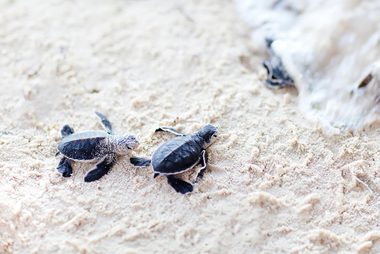 turtle