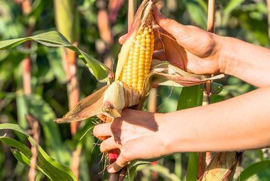 corn