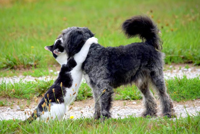 cat giving a hug to a dog