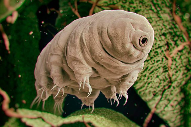 species indestructible, feature image