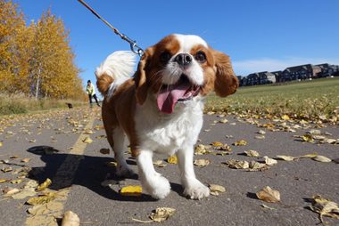 dog