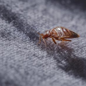 bug