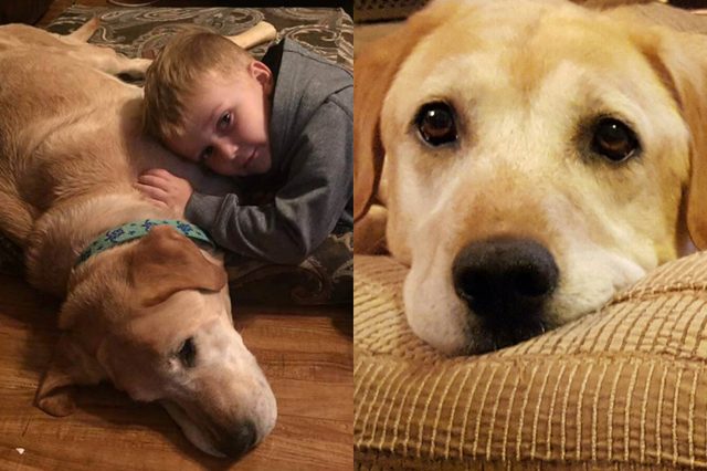 dog