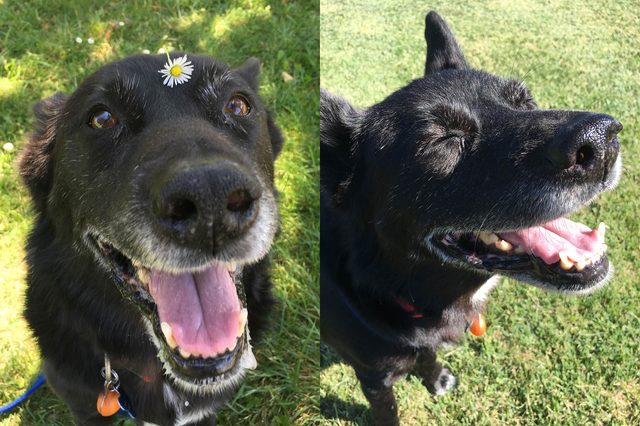 dog