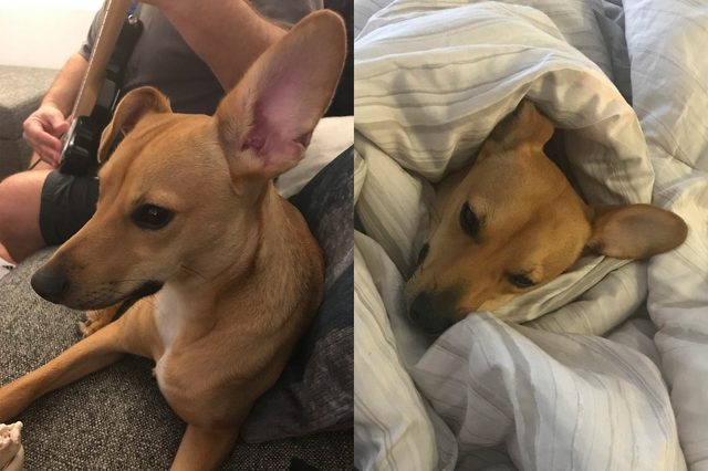 dog