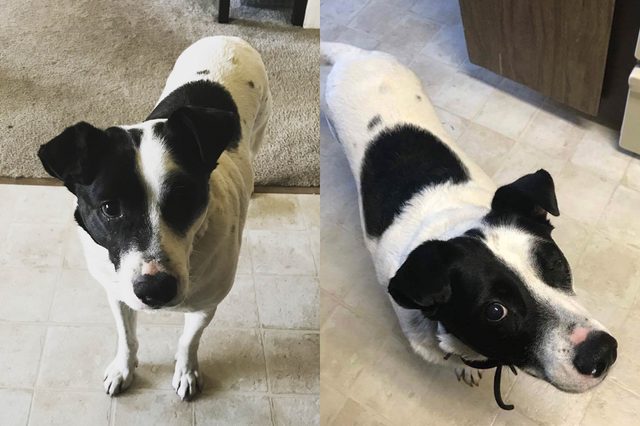 dog