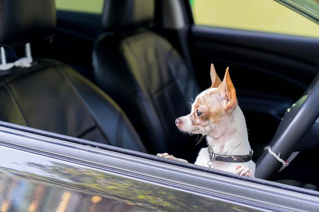 dog