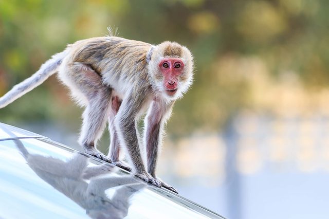 monkey