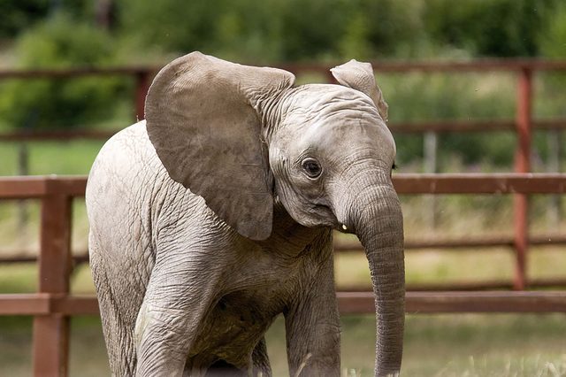 elephant