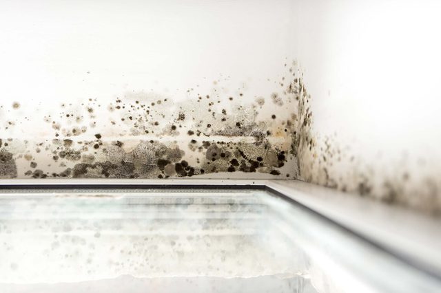 mold