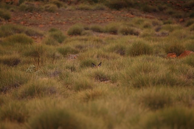 kangaroo