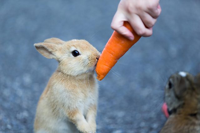 bunny