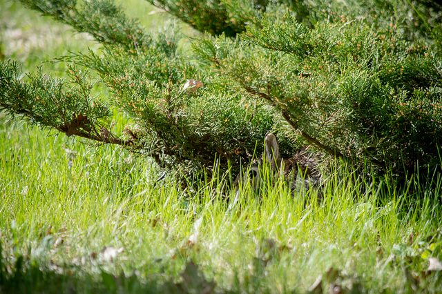 Rabbit