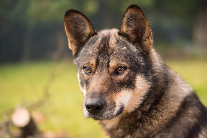 Dog