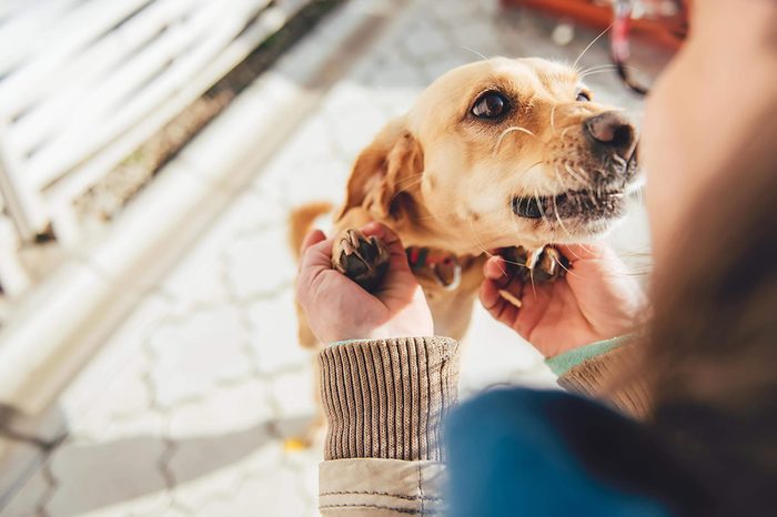 Dog