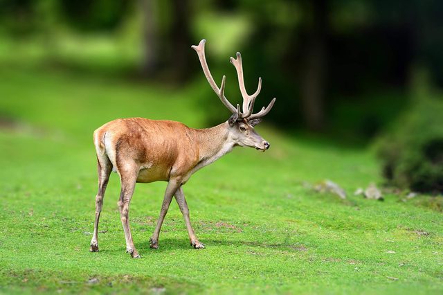 Deer