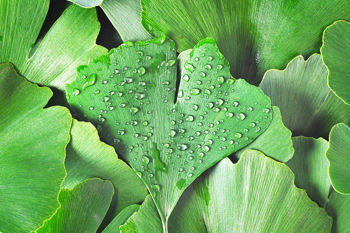 Ginkgo