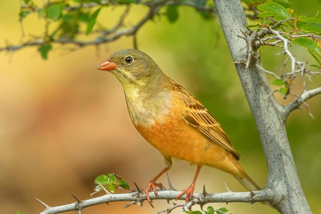 Ortolan