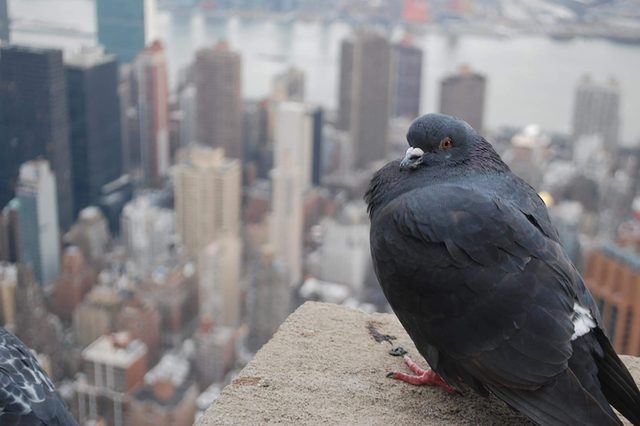 Pigeon