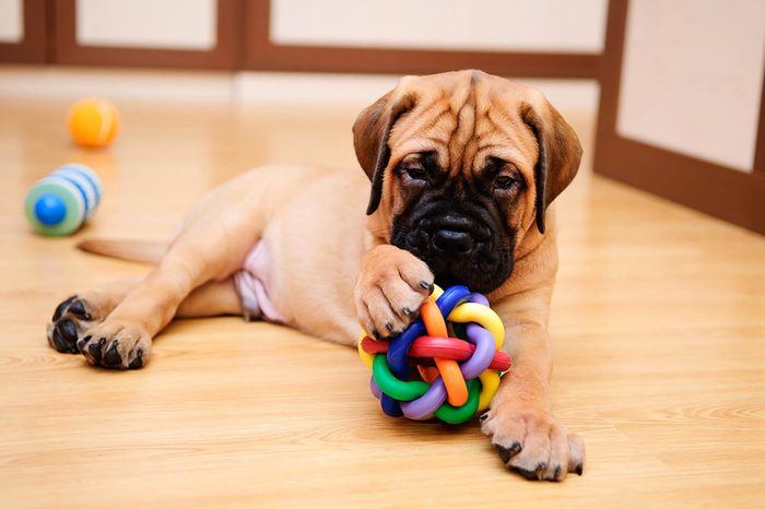 Puppy
