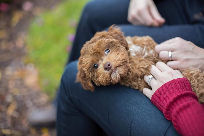 Puppy