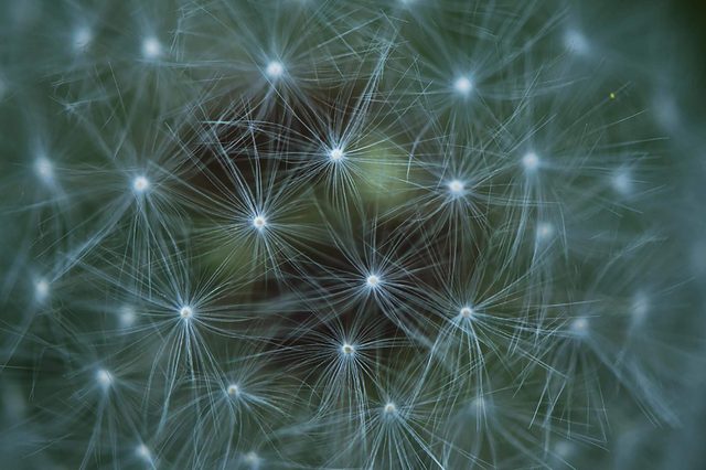 Dandelion