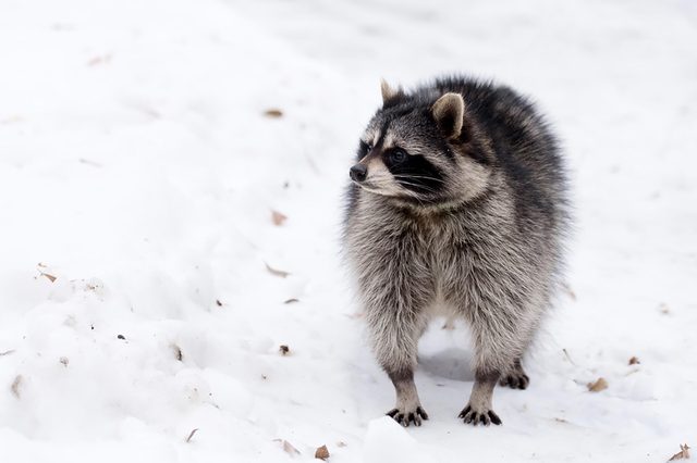 Raccoon