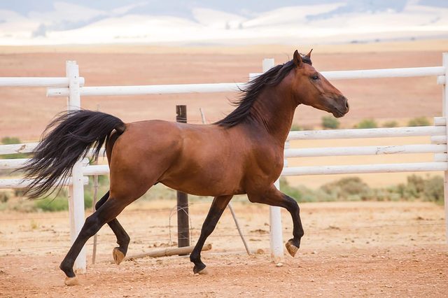 Horse