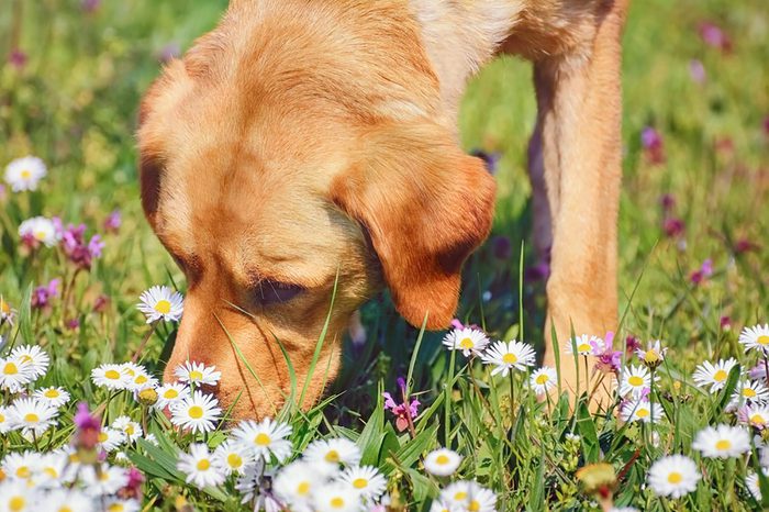 Dog