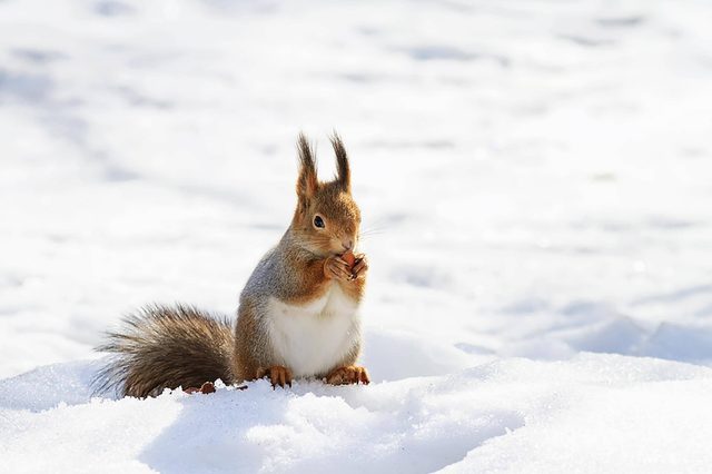 Squirrel