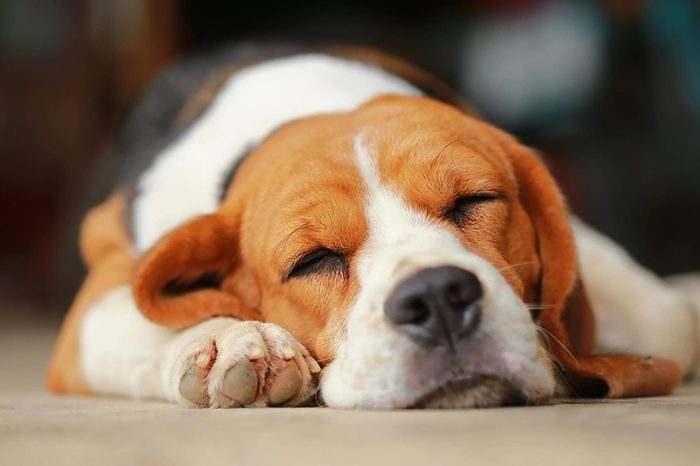 Dog