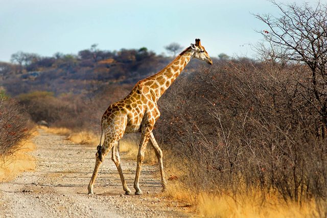 Giraffe